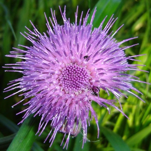 Cirsium rivulare &copy; <a href="//commons.wikimedia.org/wiki/User:Reytan" title="User:Reytan">Reytan</a>