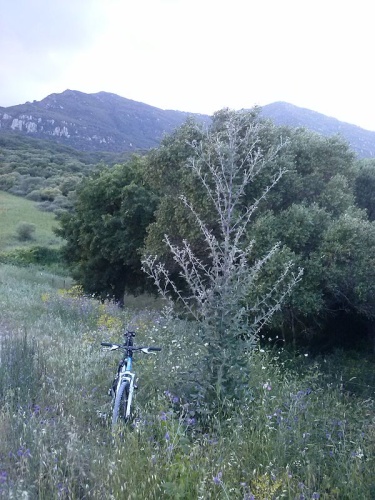 Cirsium scabrum &copy; <a href="//commons.wikimedia.org/w/index.php?title=User:Rafael_Cerpa&amp;action=edit&amp;redlink=1" class="new" title="User:Rafael Cerpa (page does not exist)">Rafael Cerpa</a>