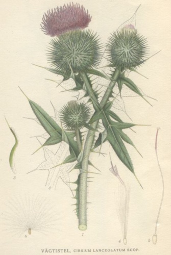 Cirsium vulgare &copy; <bdi><a href="https://en.wikipedia.org/wiki/en:Carl_Axel_Magnus_Lindman" class="extiw" title="w:en:Carl Axel Magnus Lindman">Carl Axel Magnus Lindman</a>
</bdi>