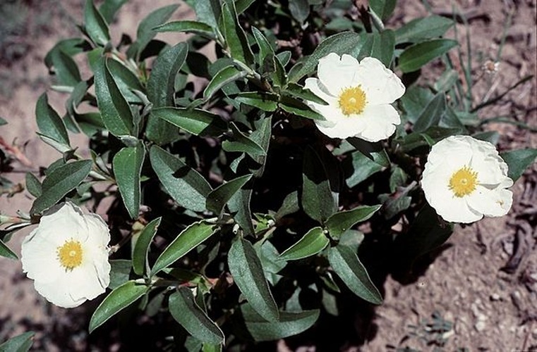 Cistus laurifolius © Leif Stridvall