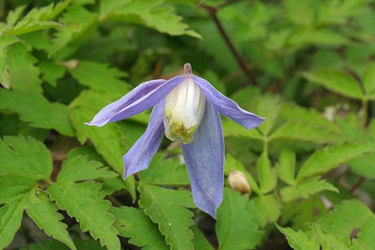 Clematis alpina © <a href="//commons.wikimedia.org/w/index.php?title=User:Enrico_Blasutto&amp;action=edit&amp;redlink=1" class="new" title="User:Enrico Blasutto (page does not exist)">Enrico Blasutto</a>