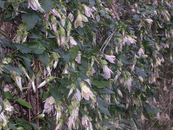 Clematis cirrhosa © <a href="//commons.wikimedia.org/wiki/User:Paucabot" title="User:Paucabot">Pau Cabot</a>