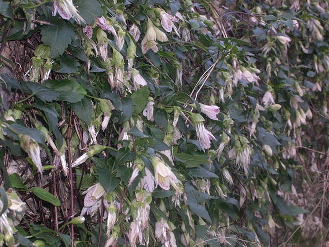 Clematis cirrhosa &copy; <a href="//commons.wikimedia.org/wiki/User:Paucabot" title="User:Paucabot">Pau Cabot</a>