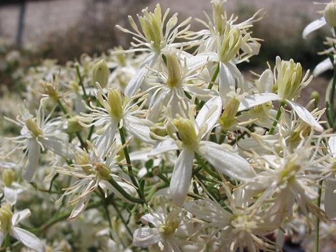 Clematis flammula &copy; 