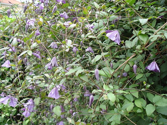 Clematis viticella © <a href="//commons.wikimedia.org/wiki/User:Epibase" title="User:Epibase">Epibase</a>