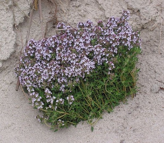 basil-thyme © <a href="https://en.wikipedia.org/wiki/nl:User:Rasbak" class="extiw" title="w:nl:User:Rasbak">Rasbak</a> at <a href="https://en.wikipedia.org/wiki/nl:" class="extiw" title="w:nl:">Dutch Wikipedia</a>