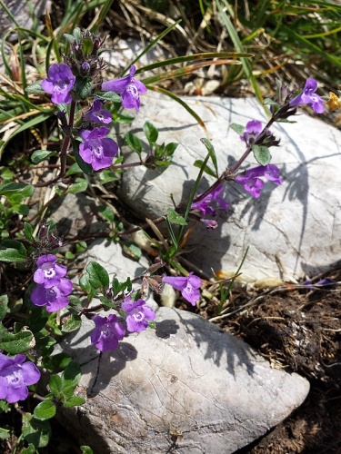 Clinopodium alpinum &copy; <a href="//commons.wikimedia.org/wiki/User:Stefan.lefnaer" title="User:Stefan.lefnaer">Stefan.lefnaer</a>