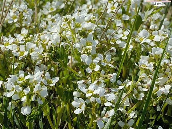 Cochlearia anglica © Photographer: John Crellin