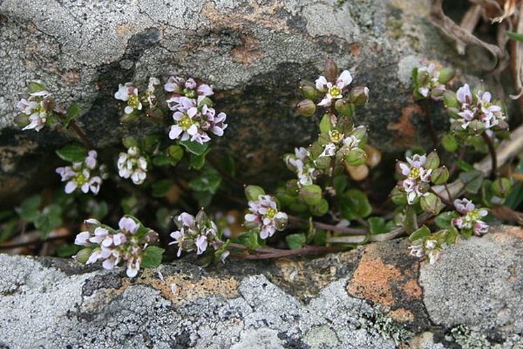 Cochlearia danica &copy; <a href="//commons.wikimedia.org/wiki/User:Strobilomyces" title="User:Strobilomyces">User:Strobilomyces</a>