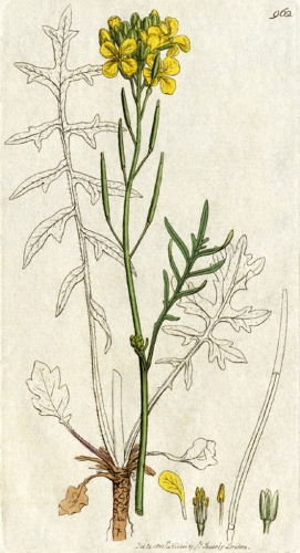 Coincya monensis © James Sowerby (1757–1822)