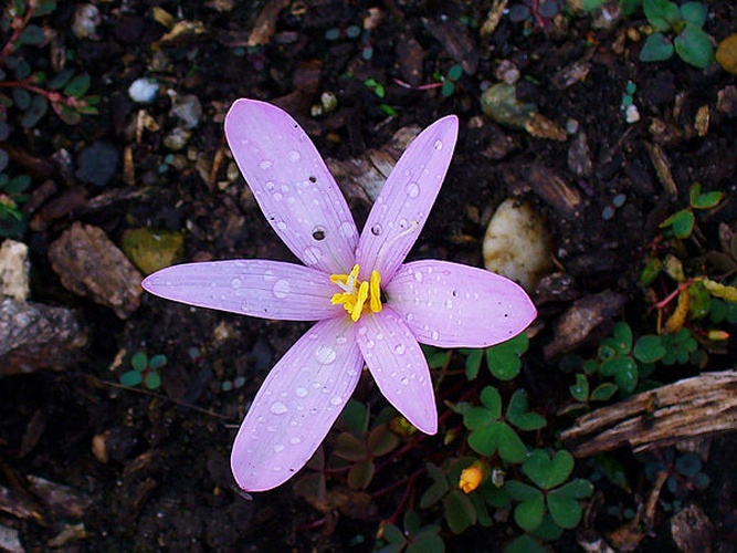 Colchicum alpinum © H. Zell