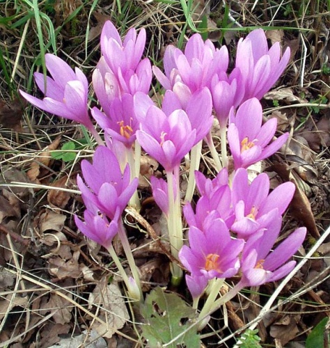 Colchicum autumnale &copy; 