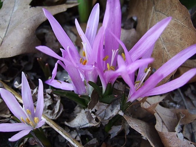 Colchicum bulbocodium © <a href="//commons.wikimedia.org/wiki/User:Jdsteakley" title="User:Jdsteakley">James Steakley</a>