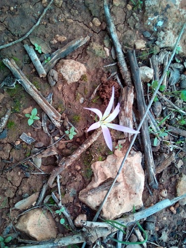 Colchicum filifolium © <a href="//commons.wikimedia.org/w/index.php?title=User:Rubenbiologo&amp;action=edit&amp;redlink=1" class="new" title="User:Rubenbiologo (page does not exist)">Rubenbiologo</a>