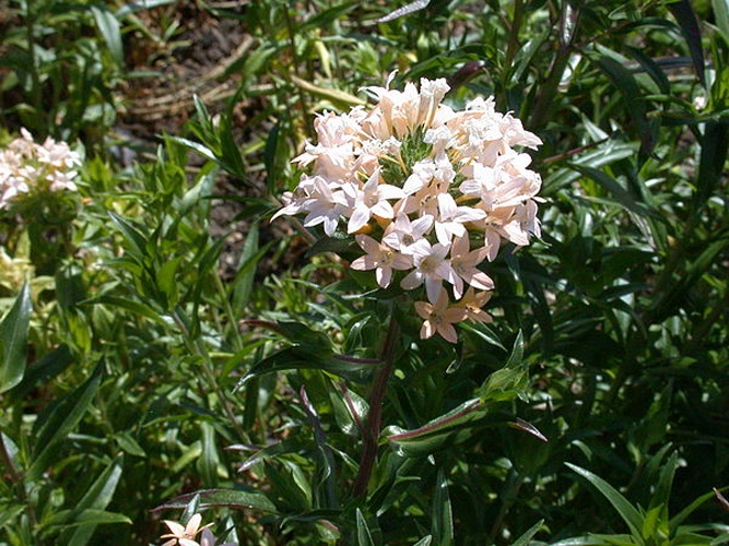 Collomia grandiflora © Keith Edkins