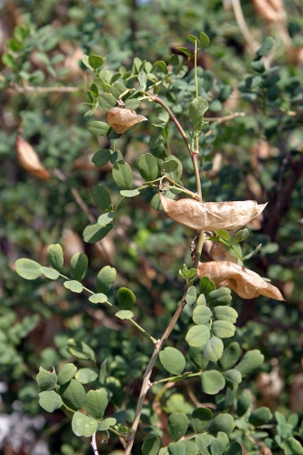 Bladder senna © No machine-readable author provided. <a href="//commons.wikimedia.org/w/index.php?title=User:Slimejs&amp;action=edit&amp;redlink=1" class="new" title="User:Slimejs (page does not exist)">Slimejs</a> assumed (based on copyright claims).