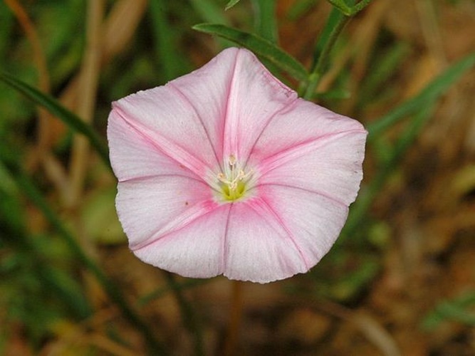 Convolvulus cantabrica © <a href="//commons.wikimedia.org/wiki/User:Hectonichus" title="User:Hectonichus">Hectonichus</a>