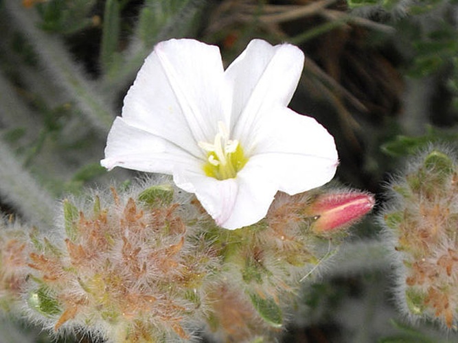 Convolvulus lanuginosus &copy; <a href="//commons.wikimedia.org/wiki/Ghislain118" class="mw-redirect" title="Ghislain118">Ghislain118</a> <a rel="nofollow" class="external free" href="http://www.fleurs-des-montagnes.net">http://www.fleurs-des-montagnes.net</a>