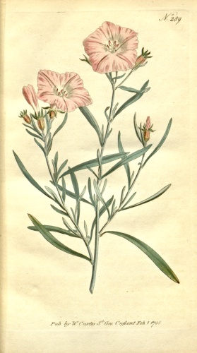 Convolvulus lineatus © <bdi><a href="https://en.wikipedia.org/wiki/en:William_Curtis" class="extiw" title="w:en:William Curtis">William Curtis</a>
</bdi>