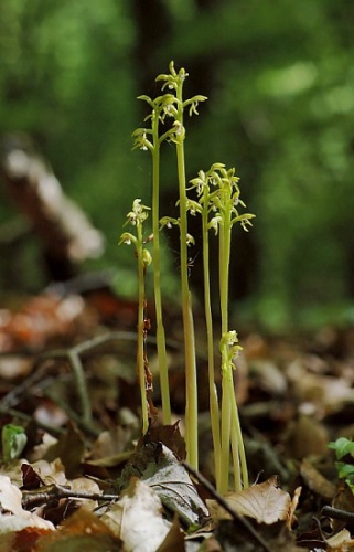 Corallorhiza trifida &copy; 
