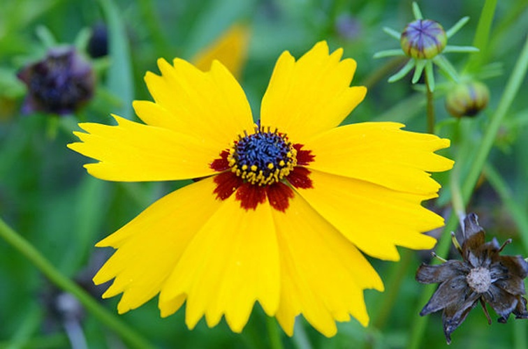 Coreopsis basalis &copy; Amada44