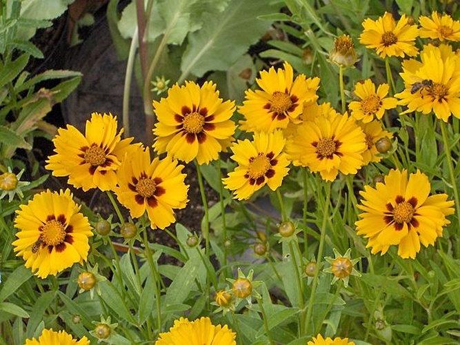 Coreopsis lanceolata © <a href="//commons.wikimedia.org/w/index.php?title=User:Qwertzy2&amp;action=edit&amp;redlink=1" class="new" title="User:Qwertzy2 (page does not exist)">User:Qwertzy2</a>