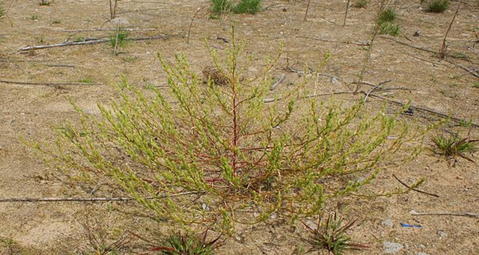 Corispermum intermedium &copy; Krzysztof Ziarnek (<a href="//commons.wikimedia.org/wiki/User:Kenraiz" title="User:Kenraiz">Kenraiz</a>)