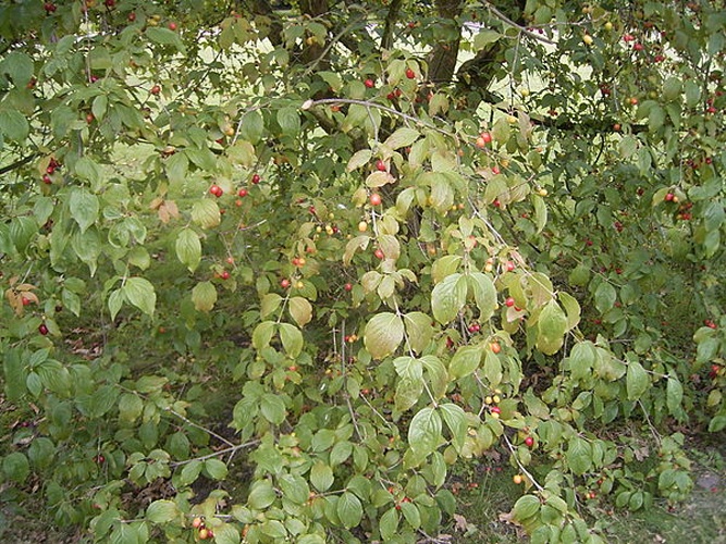 Cornus mas &copy; <a href="//commons.wikimedia.org/wiki/User:TeunSpaans" title="User:TeunSpaans">user:TeunSpaans</a>