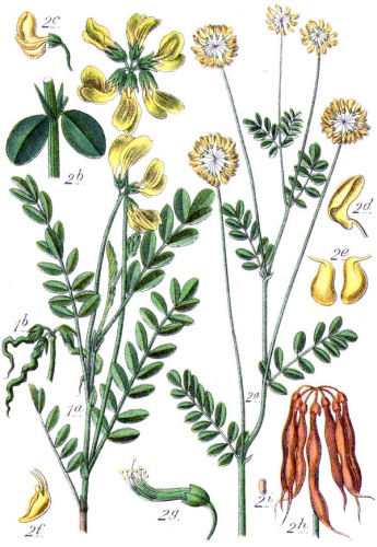 Coronilla coronata © Johann Georg Sturm (Painter: <a href="https://en.wikipedia.org/wiki/Jacob_Sturm" class="extiw" title="en:Jacob Sturm">Jacob Sturm</a>)