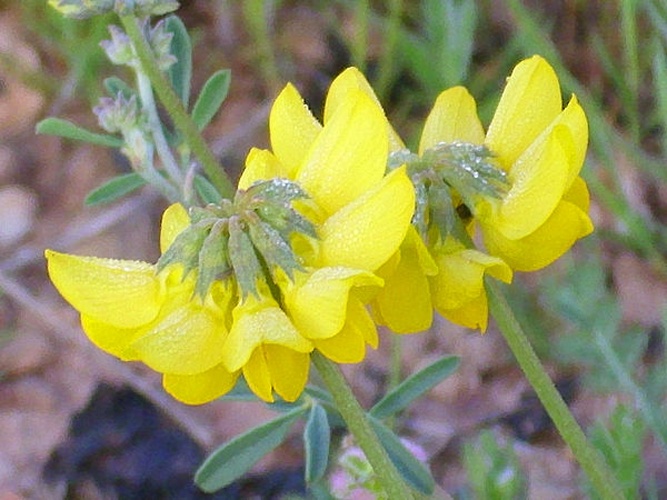 Coronilla minima &copy; <a href="//commons.wikimedia.org/wiki/User:Javier_martin" title="User:Javier martin">javier martin</a>