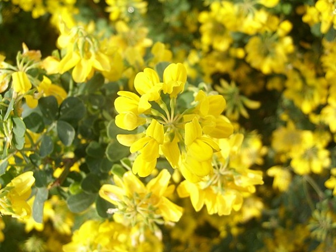 Coronilla scorpioides © Benjamin Sonntag