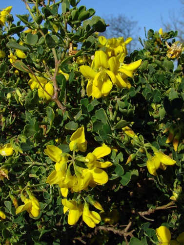 Coronilla valentina © <a href="//commons.wikimedia.org/wiki/User:Vassil" title="User:Vassil">Vassil</a>