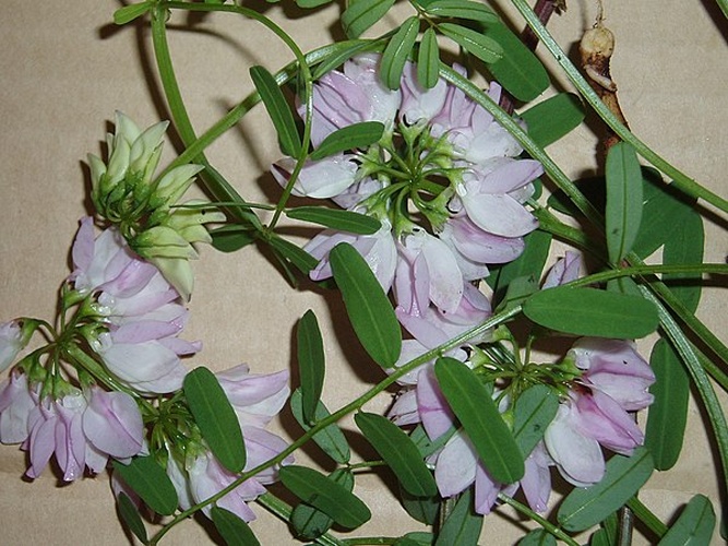 Coronilla varia © <div class="fn value">
Rolfe, Jeremy</div>