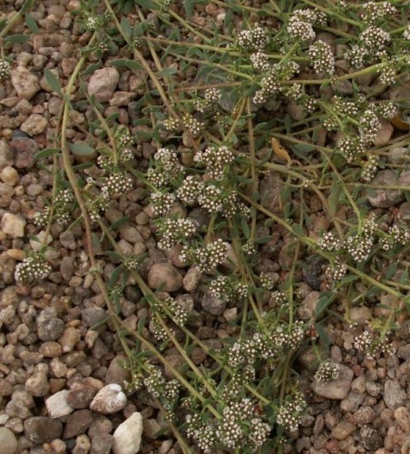 Corrigiola litoralis © <a href="//commons.wikimedia.org/wiki/User:Aroche" title="User:Aroche">Aroche</a>