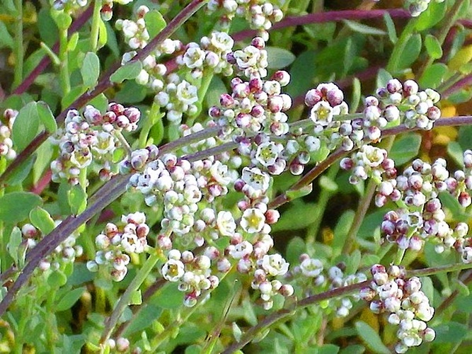 Corrigiola telephiifolia &copy; <a href="//commons.wikimedia.org/wiki/User:Javier_martin" title="User:Javier martin">Javier martin</a>