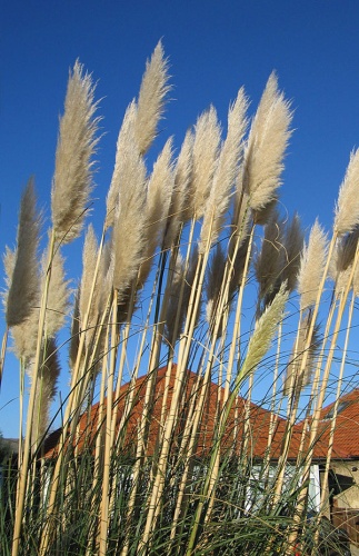 Cortaderia selloana &copy; 