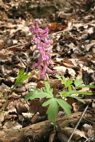 Corydalis cava © <a href="//commons.wikimedia.org/wiki/User:Prazak" title="User:Prazak">Prazak</a>