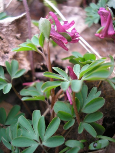 Corydalis intermedia &copy; 