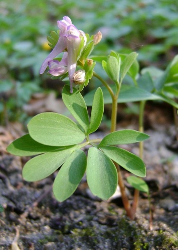 Corydalis pumila © <a href="//commons.wikimedia.org/wiki/User:Kenraiz" title="User:Kenraiz">Kenraiz</a> = Krzysztof Ziarnek