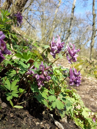 Corydalis solida &copy; <a href="//commons.wikimedia.org/wiki/User:Stefan.lefnaer" title="User:Stefan.lefnaer">Stefan.lefnaer</a>