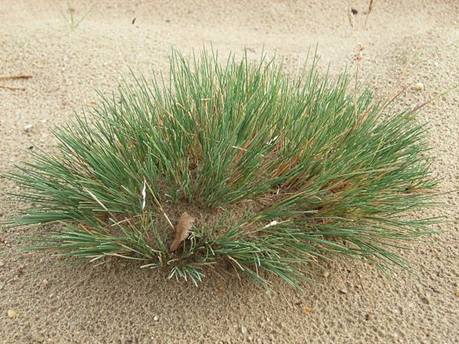 Corynephorus canescens &copy; <a href="//commons.wikimedia.org/w/index.php?title=Nordlicht&amp;action=edit&amp;redlink=1" class="new" title="Nordlicht (page does not exist)">Nordlicht</a>