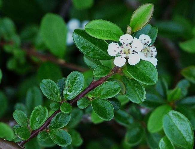 Cotoneaster dammeri &copy; <a href="//commons.wikimedia.org/wiki/User:P%C3%A8re_Igor" title="User:Père Igor">Père Igor</a>