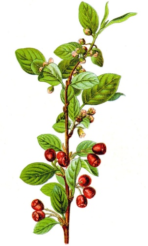 Cotoneaster integerrimus &copy; Johann Georg Sturm (Painter: <a href="https://en.wikipedia.org/wiki/Jacob_Sturm" class="extiw" title="en:Jacob Sturm">Jacob Sturm</a>)
