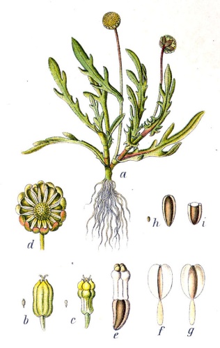 Cotula coronopifolia © Johann Georg Sturm (Painter: <a href="https://en.wikipedia.org/wiki/Jacob_Sturm" class="extiw" title="en:Jacob Sturm">Jacob Sturm</a>)