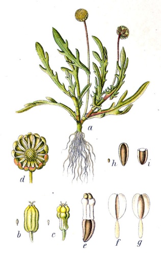 Cotula coronopifolia &copy; Johann Georg Sturm (Painter: <a href="https://en.wikipedia.org/wiki/Jacob_Sturm" class="extiw" title="en:Jacob Sturm">Jacob Sturm</a>)