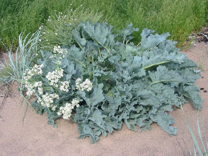 Crambe maritima © <a href="https://et.wikipedia.org/wiki/User:Siim" class="extiw" title="et:User:Siim">Siim</a> at <a class="external text" href="http://et.wikipedia.org">et.wikipedia</a>