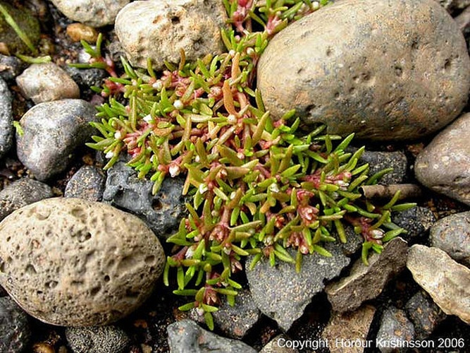 Crassula aquatica &copy; <a rel="nofollow" class="external text" href="https://www.flickr.com/people/30548850@N08">Hörður Kristinsson</a> from Eyjafjarðarsveit, Island