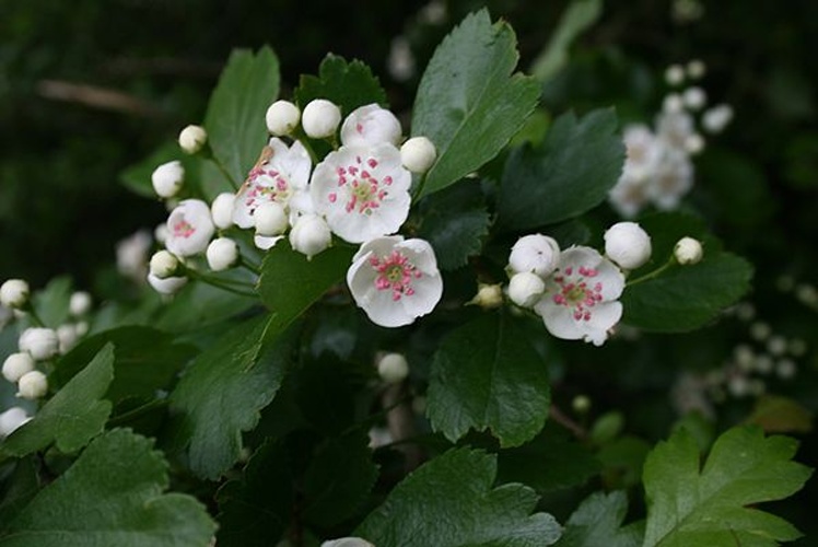 Crataegus laevigata &copy; <a href="//commons.wikimedia.org/wiki/User:Sten" title="User:Sten">Sten Porse</a>