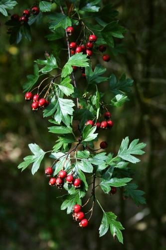 Crataegus monogyna © <a href="//commons.wikimedia.org/wiki/User:Franz_Xaver" title="User:Franz Xaver">Franz Xaver</a>
