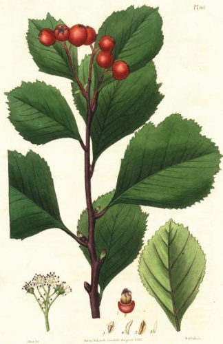 Crataegus sanguinea © Watson, P.W.